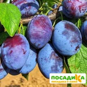 Слива Чачакская ранняя купить по цене от 229.00р. в интернет-магазине «Посадика» с доставкой почтой в в Лысьвае и по всей России – [изображение №1].