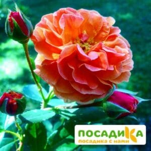 Роза Арабия купить по цене от 350.00р. в интернет-магазине «Посадика» с доставкой почтой в в Лысьвае и по всей России – [изображение №1].