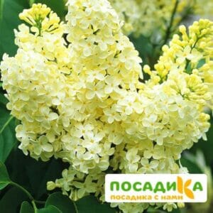 Сирень Примроуз (Primrose) купить по цене от 529.00р. в интернет-магазине «Посадика» с доставкой почтой в в Лысьвае и по всей России – [изображение №1].