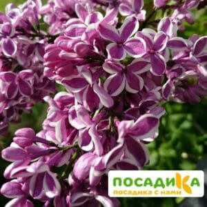 Сирень Сенсация купить по цене от 529.00р. в интернет-магазине «Посадика» с доставкой почтой в в Лысьвае и по всей России – [изображение №1].