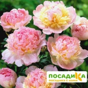 Пион Распберри Сандей (Paeonia Raspberry Sundae) купить по цене от 959р. в интернет-магазине «Посадика» с доставкой почтой в в Лысьвае и по всей России – [изображение №1].