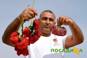 Клубника Гигант Джорнея купить по цене от 266р. в интернет-магазине «Посадика» с доставкой почтой в в Лысьвае и по всей России – [изображение №1].