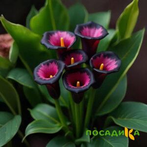 Калла Аура Лейс купить по цене от 400р. в интернет-магазине «Посадика» с доставкой почтой в в Лысьвае и по всей России – [изображение №1].