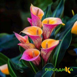 Калла Оникс купить по цене от 450р. в интернет-магазине «Посадика» с доставкой почтой в в Лысьвае и по всей России – [изображение №1].