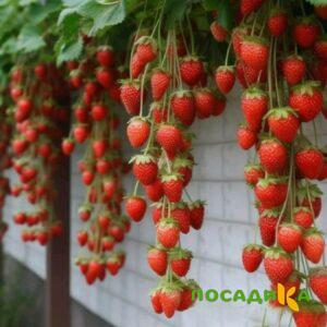 Клубника вьющаяся Комплимент купить по цене от 470р. в интернет-магазине «Посадика» с доставкой почтой в в Лысьвае и по всей России – [изображение №1].