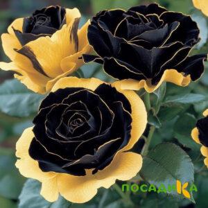 Роза Ханни Сикл купить по цене от 700р. в интернет-магазине «Посадика» с доставкой почтой в в Лысьвае и по всей России – [изображение №1].