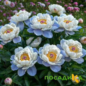 Пион акварельный Этюд купить по цене от 806р. в интернет-магазине «Посадика» с доставкой почтой в в Лысьвае и по всей России – [изображение №1].