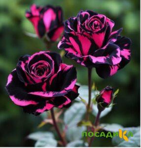 Роза Багровый Шепот купить по цене от 366р. в интернет-магазине «Посадика» с доставкой почтой в в Лысьвае и по всей России – [изображение №1].