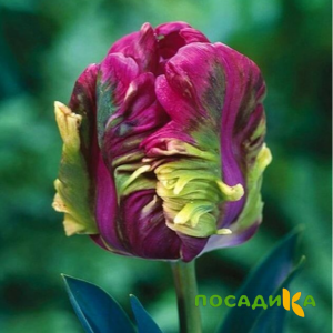 Тюльпан Экзотик Хэвен купить по цене от 186р. в интернет-магазине «Посадика» с доставкой почтой в в Лысьвае и по всей России – [изображение №1].