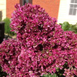 Флокс Филингс купить по цене от 329р. в интернет-магазине «Посадика» с доставкой почтой в в Лысьвае и по всей России – [изображение №1].