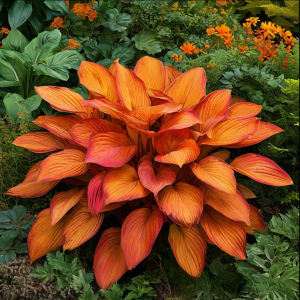 Хоста Солнечный Нектар купить по цене от 605р. в интернет-магазине «Посадика» с доставкой почтой в в Лысьвае и по всей России – [изображение №1].